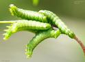 versicolora 1